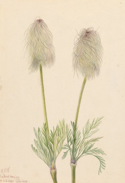 Plume Anemone Pulsatilla occidentalis, 1923. 作： Mary Vaux Walcott