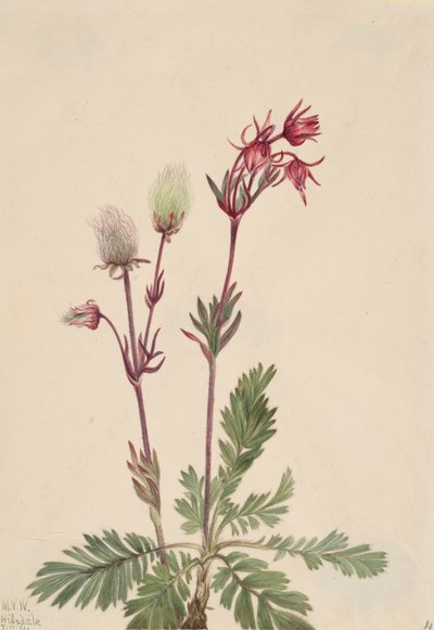 Prairie-Smoke Sieversia ciliata, 1921. 作： Mary Vaux Walcott