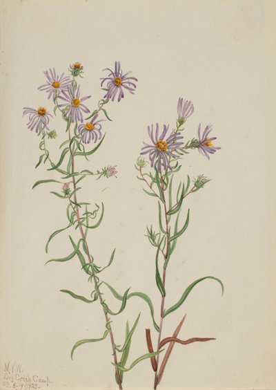 Prairie Aster Aster campestris, 1923. 作： Mary Vaux Walcott