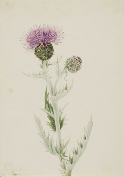 プレーリー・アザミ（Cirsium undulatum） 作： Mary Vaux Walcott