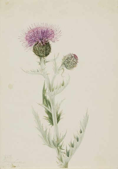 プレーリーアザミ Cirsium undulatum, 1923. 作： Mary Vaux Walcott