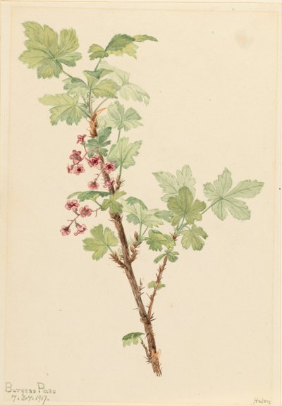 Prickly Currant Ribes lacustre, 1917. 作： Mary Vaux Walcott