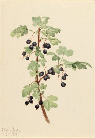 ウチワサボテン Ribes lacustre、1919 年。 作： Mary Vaux Walcott