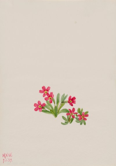 プリムローズ Primula angustifolia、1937 年。 作： Mary Vaux Walcott
