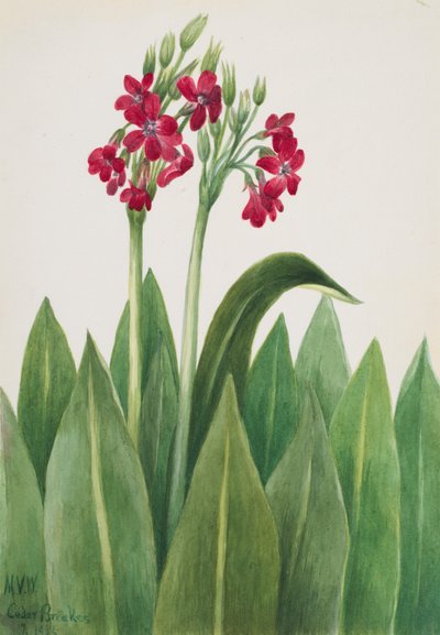 サクラソウ Primula parryi, 1938. 作： Mary Vaux Walcott