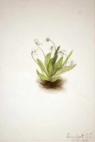 サクラソウ・バイオレット・ビオラ・プリムリフォリア 1918年 作： Mary Vaux Walcott