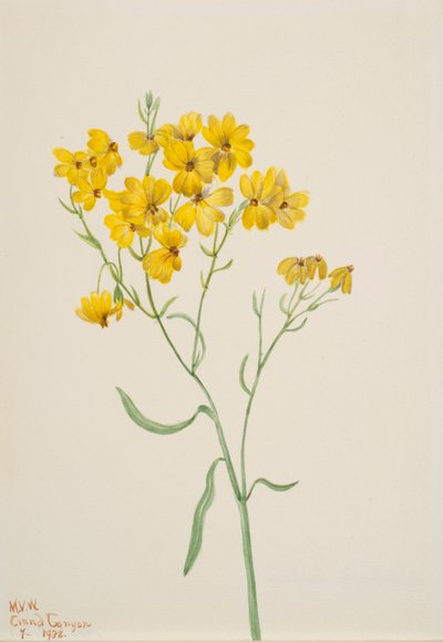 Psilostrophe sparsiflora, 1938. 作： Mary Vaux Walcott