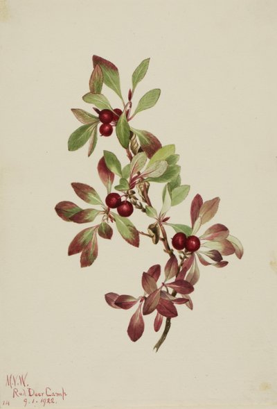 Ptarmiganberry Arctous alpina, 1922. 作： Mary Vaux Walcott
