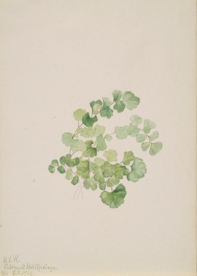 パクーン Lithospermum ruderale、1923年。 作： Mary Vaux Walcott
