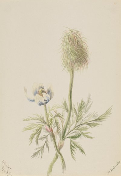 Pulsatilla occidentalis, 1899. 作： Mary Vaux Walcott