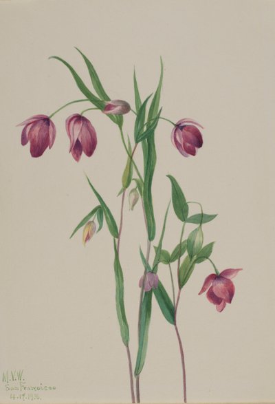 パープルフェアリーランタン（Calochortus anoenum） 作： Mary Vaux Walcott