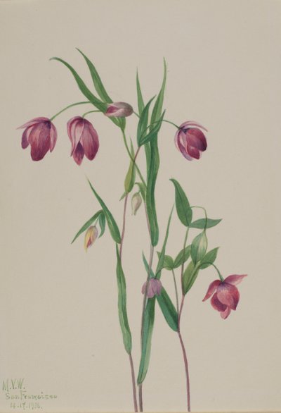 パープル フェアリー ランタン Calochortus anoenum、1936 年。 作： Mary Vaux Walcott