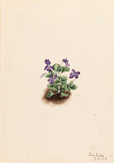 パープルマウンテンバイオレット Viola adunca, 1918. 作： Mary Vaux Walcott