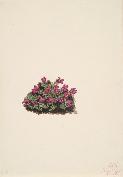 紫色のユキノシタ Saxifraga oppositifolia, 1924. 作： Mary Vaux Walcott