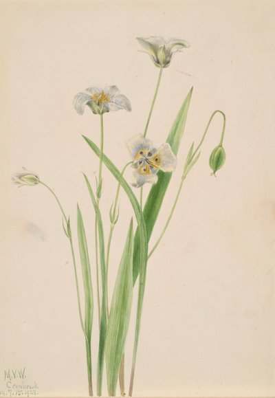 Pussy-ears Calochortus elegans, 1923. 作： Mary Vaux Walcott