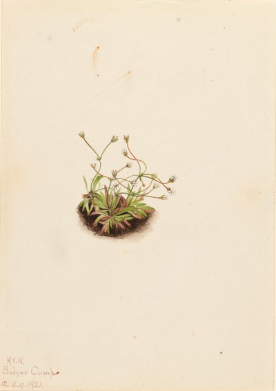 Pygmy Androsace Androsace subumbellata, 1921. 作： Mary Vaux Walcott