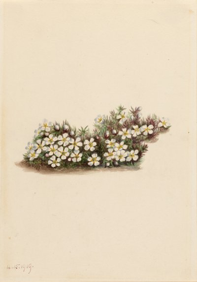ピクシー（Pyxidanthera barbulata） 作： Mary Vaux Walcott