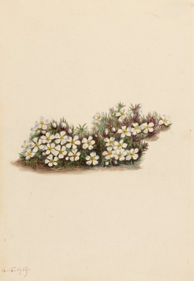Pyxie Pyxidanthera barbulata、1919 年。 作： Mary Vaux Walcott