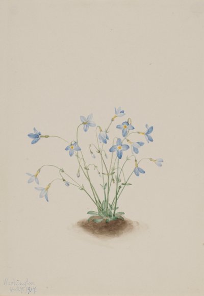 クエーカーレディー（Houstonia caerulea） 作： Mary Vaux Walcott