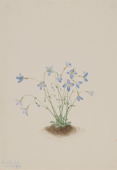 Quakerladies Houstonia caerulea, 1917. 作： Mary Vaux Walcott