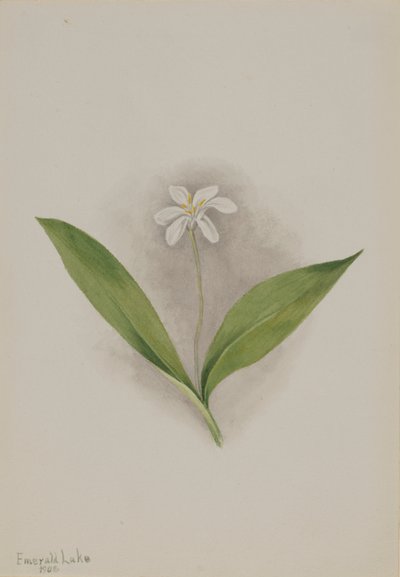 クリンソウ 作： Mary Vaux Walcott