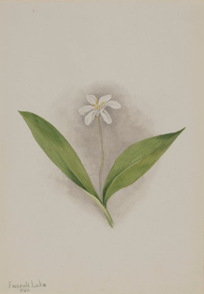 Queencup Clintonia uniflora, 1902. 作： Mary Vaux Walcott