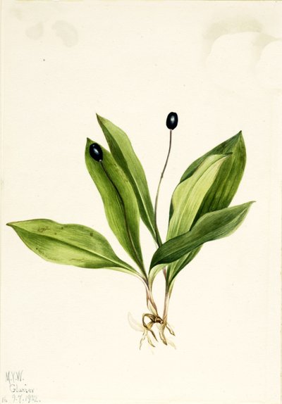 Queencup Clintonia uniflora, 1922. 作： Mary Vaux Walcott