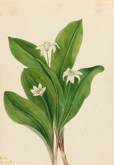 Queencup Clintonia uniflora, 1924. 作： Mary Vaux Walcott