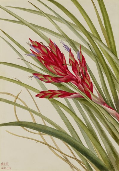 チランジアの葉（Tillandsia fasciculata） 作： Mary Vaux Walcott