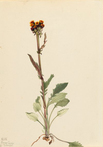 Rayless Groundsel Senecio pauciflorus, 1921. 作： Mary Vaux Walcott