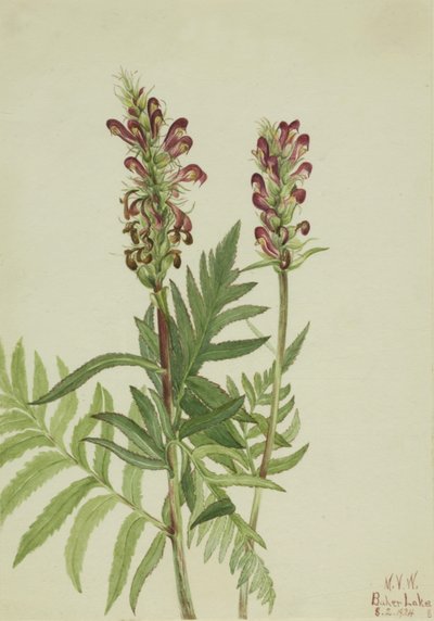 Red-Helmet Pedicularis bracteosa, 1924. 作： Mary Vaux Walcott