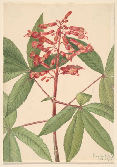 レッドバックアイ Aesculus pavia, 1918. 作： Mary Vaux Walcott