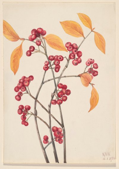 レッドチョークベリー (Aronia arbutifolia) 作： Mary Vaux Walcott