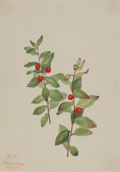赤いコマンダー Comandra livida, 1919. 作： Mary Vaux Walcott