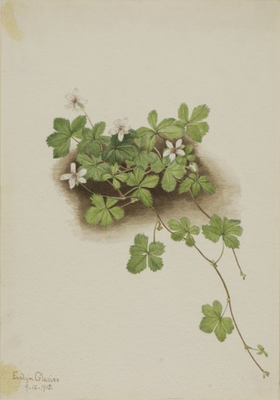 赤すぐり 作： Mary Vaux Walcott