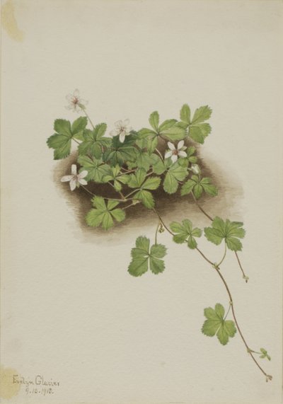 レッドデューベリー Rubus pedatus, 1918. 作： Mary Vaux Walcott