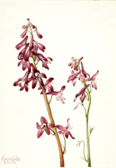 レッド・ラークスパー (Delphinium nudicale) 作： Mary Vaux Walcott