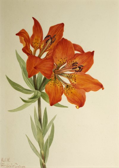 レッドリリー Lilium montanum, 1923. 作： Mary Vaux Walcott