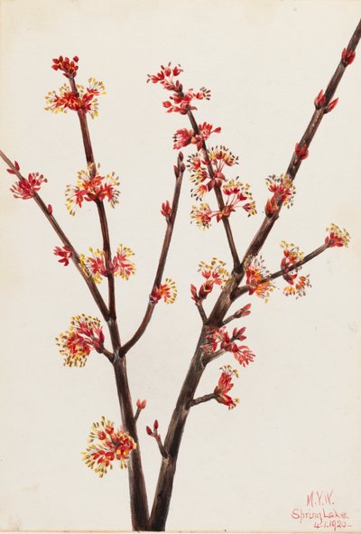 レッドメープル Acer rubrum, 1920. 作： Mary Vaux Walcott