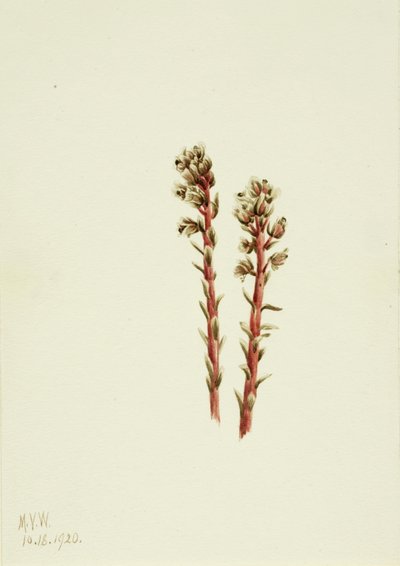 Red Pinesap Hypopitys lanuginosa, 1920. 作： Mary Vaux Walcott