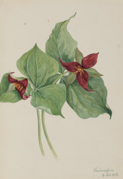 レッド・トリリウム（Trillium erectum） 作： Mary Vaux Walcott