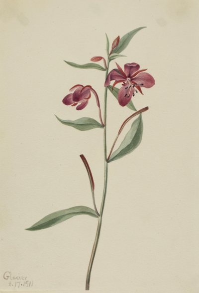 レッド ウィローウィード Epilobium latifolium、1911 年。 作： Mary Vaux Walcott