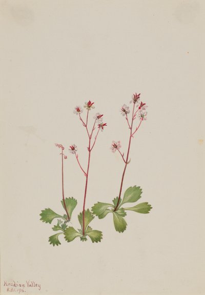 赤茎ユキノシタ Saxifraga lyallii、1916 年。 作： Mary Vaux Walcott