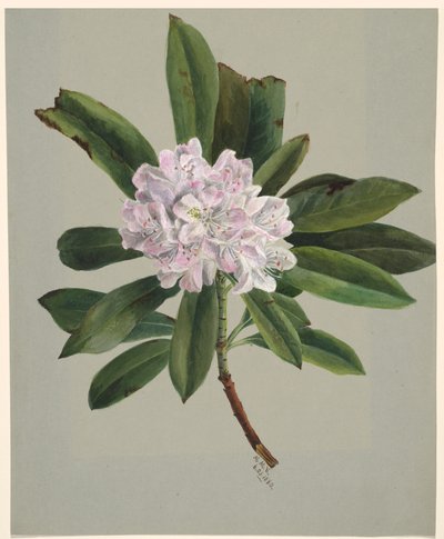シャクナゲ シャクナゲ最大、1880 年。 作： Mary Vaux Walcott