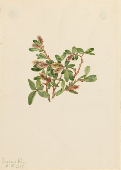 ロックウィロー Salix petrophila, 1917. 作： Mary Vaux Walcott
