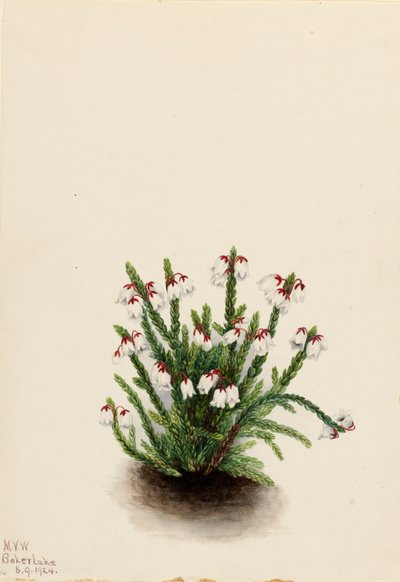 ロッキー マウンテン カシオペ Cassiope mertensiana、1924 年。 作： Mary Vaux Walcott