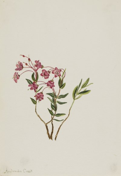ロッキー・マウンテン・カルミア（Kalmia microphylla） 作： Mary Vaux Walcott