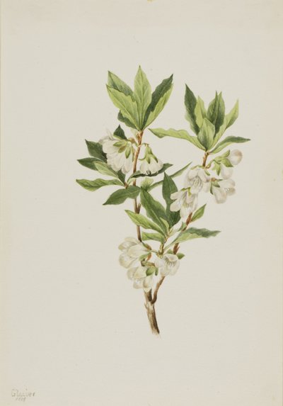 Rocky Mountain Rhodendron Rhodendron albiflorum, 1901. 作： Mary Vaux Walcott