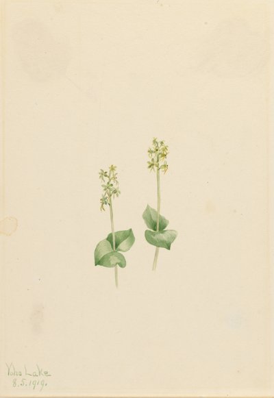 ロッキーマウンテントウブレード（Ophrys necrophylla） 作： Mary Vaux Walcott