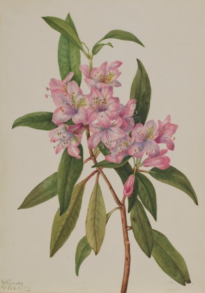 Ros-Bay Rhododendron Rhododendron carolinianum, 1932. 作： Mary Vaux Walcott